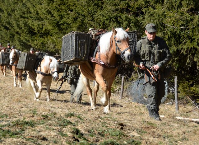 Bildgröße auf die Monitorauflösung (640x480 px) optimiert