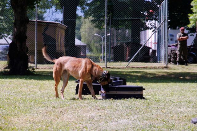 Bildgröße auf die Monitorauflösung (640x480 px) optimiert