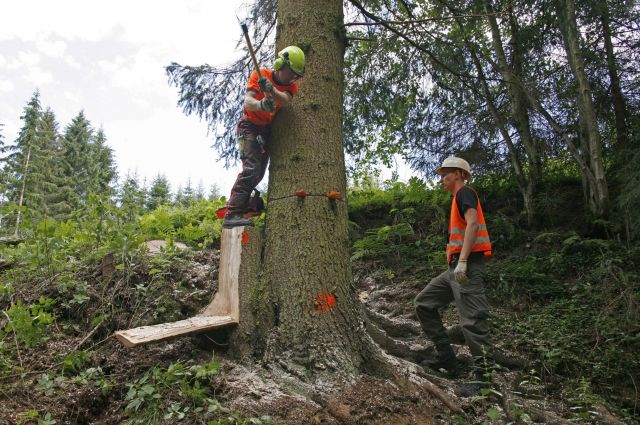 Bildgröße auf die Monitorauflösung (640x480 px) optimiert