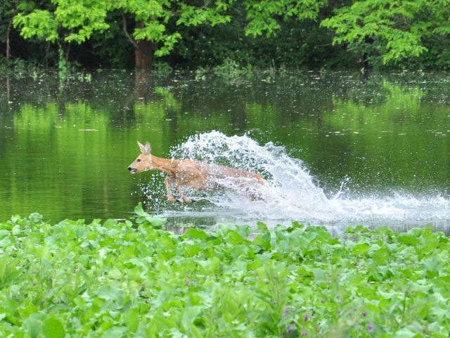 Bildgröße auf die Monitorauflösung (640x480 px) optimiert