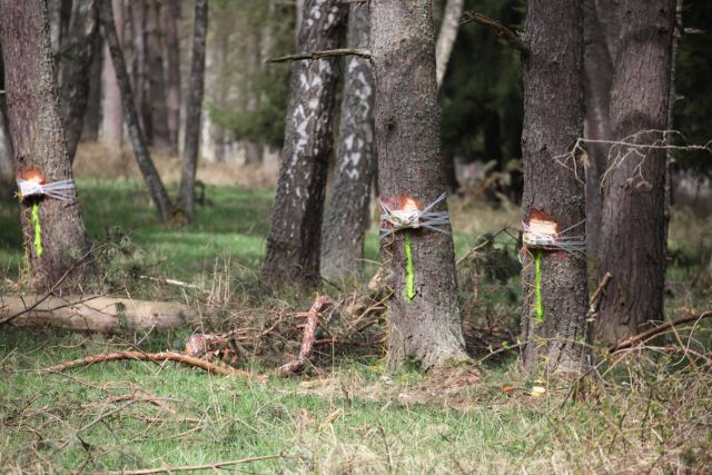 Bildgr&ouml;&szlig;e auf die Monitoraufl&ouml;sung (640x480 px) optimiert