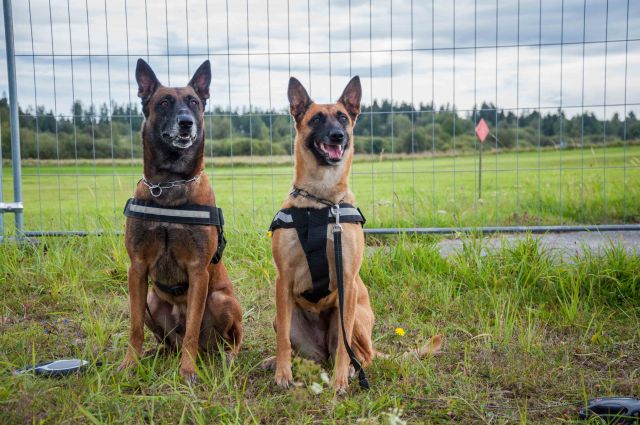 Bildgr&ouml;&szlig;e auf die Monitoraufl&ouml;sung (640x480 px) optimiert