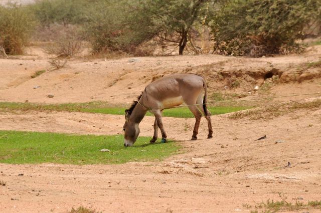 Bildgröße auf die Monitorauflösung (640x480 px) optimiert
