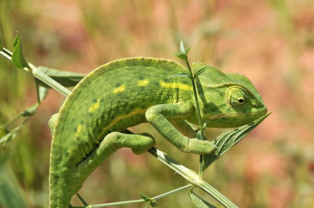 Bildgr&ouml;&szlig;e auf die Monitoraufl&ouml;sung (640x480 px) optimiert