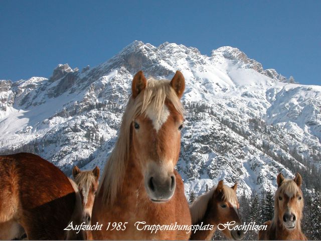 Bildgröße auf die Monitorauflösung (640x480 px) optimiert