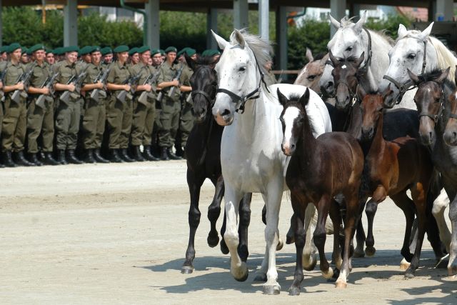 Bildgröße auf die Monitorauflösung (640x480 px) optimiert