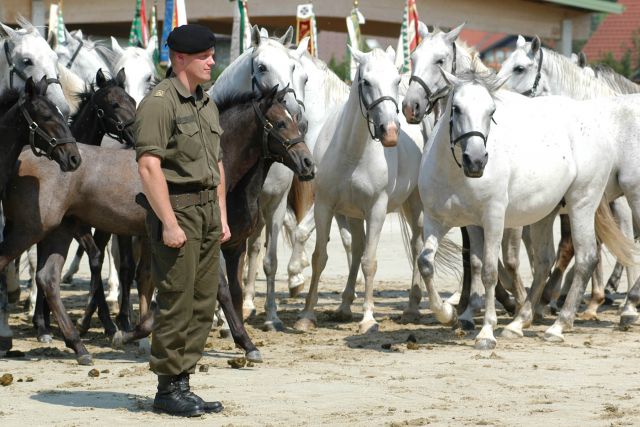 Bildgröße auf die Monitorauflösung (640x480 px) optimiert