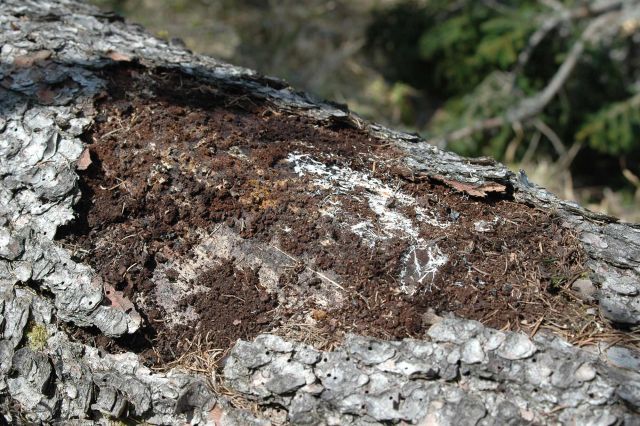 Bildgröße auf die Monitorauflösung (640x480 px) optimiert