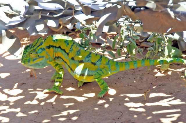 Bildgröße auf die Monitorauflösung (640x480 px) optimiert