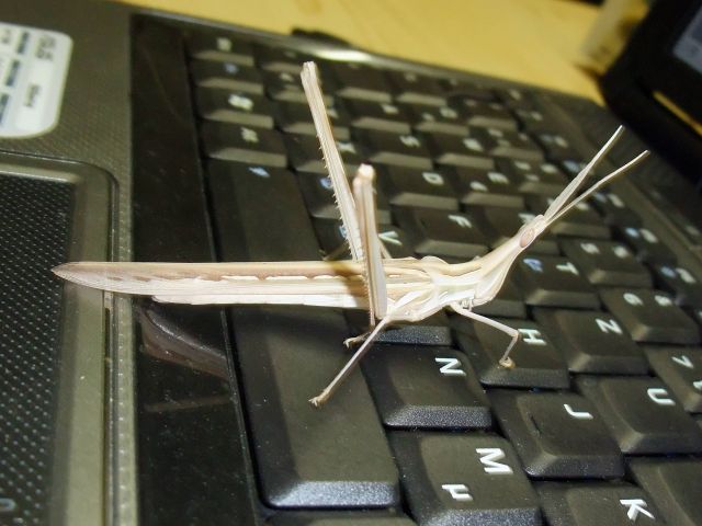 Bildgröße auf die Monitorauflösung (640x480 px) optimiert