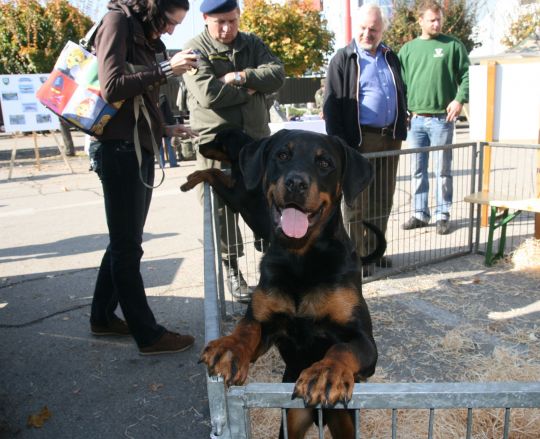 Bildgröße auf die Monitorauflösung (640x480 px) optimiert