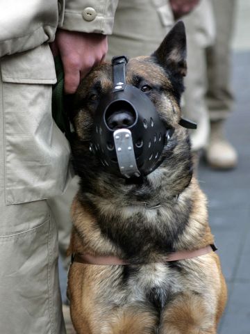 Bildgröße auf die Monitorauflösung (640x480 px) optimiert