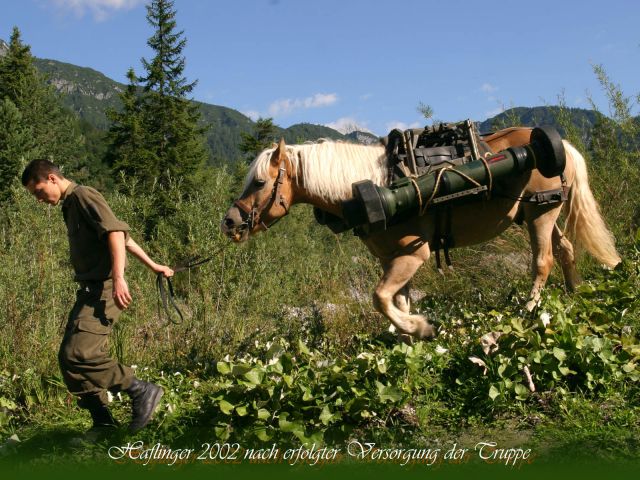 Bildgröße auf die Monitorauflösung (640x480 px) optimiert