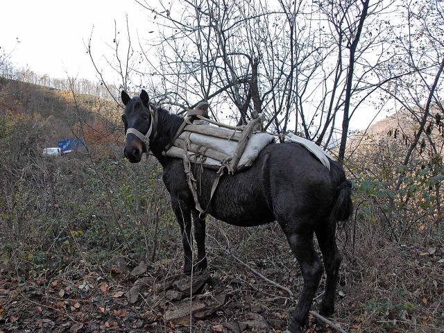Bildgröße auf die Monitorauflösung (640x480 px) optimiert