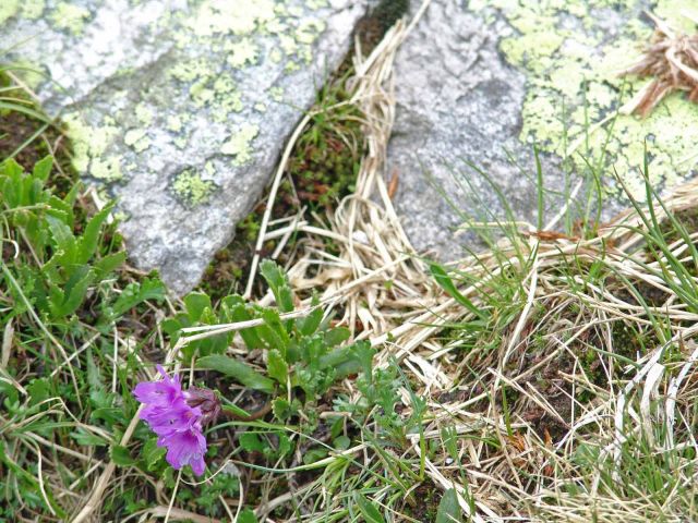 Bildgröße auf die Monitorauflösung (640x480 px) optimiert