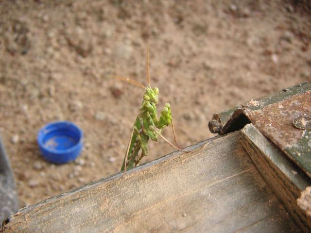 Bildgr&ouml;&szlig;e auf die Monitoraufl&ouml;sung (640x480 px) optimiert