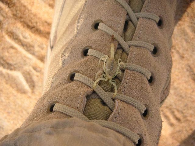 Bildgr&ouml;&szlig;e auf die Monitoraufl&ouml;sung (640x480 px) optimiert