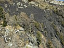 ...Waldbrandes erst so richtig sehen. (Bild öffnet sich in einem neuen Fenster)