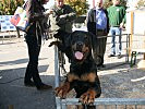 Die Hundewelpen durften die Kids anfassen. (Bild öffnet sich in einem neuen Fenster)