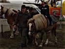 Bei den Kindern ist das Reiten auf den Haflingern sehr beliebt.