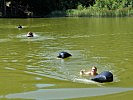 Forderte gleich zu Beginn die Teams: Die Gewässerquerung im Pöllaner Teich.