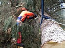 Baupioniere bereiteten den Baum zum Abtransport vor.