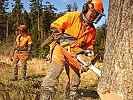 Forstarbeiter des Truppenübungsplatzes fällen einen geschädigten Baum.