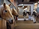 Ihre Heimat haben die Pferde im Tragtierzentrum am Truppenübungsplatz Hochfilzen.