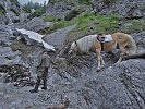 Auf dem engen, steinigen und teilweise sehr steilen Pfad ging es in die Vorderkaserklamm.