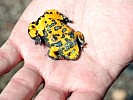 ...und der Gelbbauchunke in den Kleinbiotopen am Garnisonsübungsplatz.