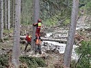 Ein 40 Meter hoher Baum wird mit Seilwinde zu Fall gebracht.