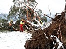 Kettensägentrupps entasten einen durch den Sturm entwurzelten Baum.