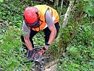 Beim Fällen eines Baumes kommt es auf den richtigen Schnitt an.