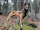 Militärhund "Anubis", ein belgischer Schäferhund.