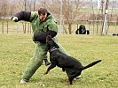 Ein Wach- und Schutzhund bei der Ausbildung.