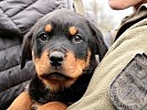 Die Zucht von Rottweilern ist eine der Aufgaben des Militärhundezentrums.