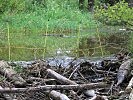 Der Biber staut das Wasser um seinen Eingang zu schützen der unter der Wasseroberfläche liegt. Damit der Biber den Damm nicht zu hoch baut, steht hier ein Stromhindernis.