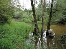 Wald im Wasser. Das Reich des Bibers und vieler anderer Tiere.