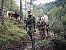 Die Haflinger-Pferde bei einem Transport-Einsatz.