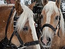 Ein Großteil der Tragtiere sind Haflinger.