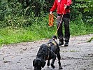 Suchhund "Louie" beim "Mantrailing".