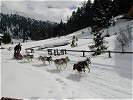 Jedes Team besteht aus einem Teilnehmer und acht Hunden.