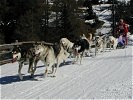 Gespann mit 8 Hunden.