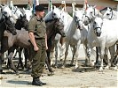 Zeigten beide keine Scheu: Hermann Leitzinger und die Lipizzaner.