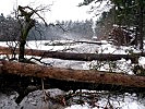 Zahlreiche Bäume blockierten die Straßen im gesamten Gemeindegebiet von Bleiburg.