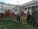 Die Haflinger fanden großen Anklang bei den Kindern...