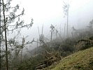 Die Schäden des Sturmtiefs Paula in Kärnten sind verheerend.