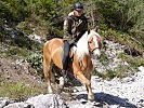 Die Haflinger des Bundesheeres haben sich in internationalen Einsätzen bestens bewährt.