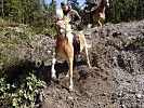 Starke Nerven benötigen Pferd und Reiter beim steilen Bergabreiten.