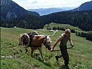 Ein beladener Haflinger beim Aufstieg ober der Kallbrunnalm.